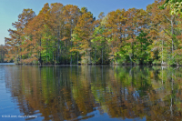 Tupelo Wind-Tidal - Pantano de Cipreses Calvos – CEGL004651 Tupelo Wind-Tidal - Pantano de Cipreses Calvos – CEGL004651