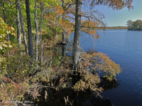 Tupelo Wind-Tidal - Pantano de Cipreses Calvos – CEGL004651 Tupelo Wind-Tidal - Pantano de Cipreses Calvos – CEGL004651