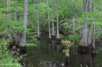 Tupelo Wind-Tidal - Pantano de Cipreses Calvos – CEGL004651 Tupelo Wind-Tidal - Pantano de Cipreses Calvos – CEGL004651