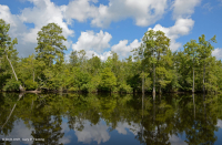 Wind-Tidal Tupelo - Bald Cypress Swamp - CEGL004651 Wind-Tidal Tupelo - Bald Cypress Swamp - CEGL004651