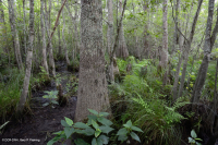 Wind-Tidal Tupelo - Bald Cypress Swamp - CEGL004651 Wind-Tidal Tupelo - Bald Cypress Swamp - CEGL004651