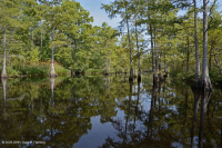 Wind-Tidal Tupelo - Bald Cypress Swamp - CEGL004651 Wind-Tidal Tupelo - Bald Cypress Swamp - CEGL004651