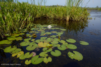Lecho acuático de agua dulce / oligohalino de marea (tipo hornwort común) - CEGL004661 Lecho acuático de agua dulce / oligohalino de marea (tipo hornwort común) - CEGL004661