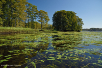 Lecho acuático de agua dulce / oligohalino (tipo spatterdock de hojas estrechas) - CEGL006094 Lecho acuático de agua dulce / oligohalino (tipo spatterdock de hojas estrechas) - CEGL006094