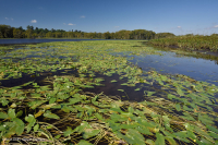 Lecho acuático de agua dulce / oligohalino (tipo spatterdock de hojas estrechas) - CEGL006094 Lecho acuático de agua dulce / oligohalino (tipo spatterdock de hojas estrechas) - CEGL006094