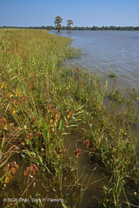 Orilla del río de marea de alta energía (Arrow-Arum - tipo de llanura fangosa de junco) - CEGL006578 Orilla del río de marea de alta energía (Arrow-Arum - tipo de llanura fangosa de junco) - CEGL006578