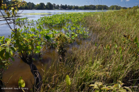 Orilla del río de marea de alta energía (Arrow-Arum - tipo de llanura fangosa de junco) - CEGL006578 Orilla del río de marea de alta energía (Arrow-Arum - tipo de llanura fangosa de junco) - CEGL006578