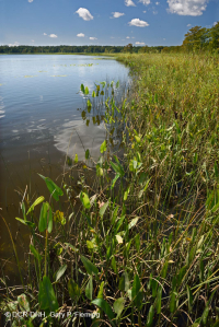 Orilla del río de marea de alta energía (Arrow-Arum - tipo de llanura fangosa de junco) - CEGL006578 Orilla del río de marea de alta energía (Arrow-Arum - tipo de llanura fangosa de junco) - CEGL006578