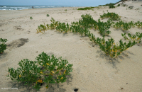 Playa superior del Atlántico Norte / Llanura de inundación - CEGL004400 Playa superior del Atlántico Norte / Llanura de inundación - CEGL004400