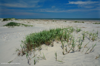 Playa superior del Atlántico Norte / Llanura de inundación - CEGL004400<br />
Playa superior del Atlántico Norte / Llanura de inundación - CEGL004400<br />