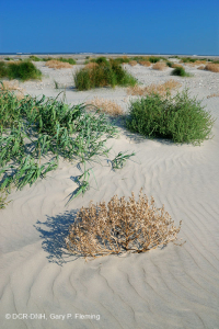 Playa superior del Atlántico Norte / Llanura de inundación - CEGL004400 Playa superior del Atlántico Norte / Llanura de inundación - CEGL004400