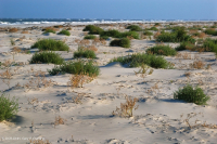 Playa superior del Atlántico Norte / Llanura de inundación - CEGL004400 Playa superior del Atlántico Norte / Llanura de inundación - CEGL004400