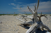 Playa superior del Atlántico Norte / Llanura de inundación - CEGL004400 Playa superior del Atlántico Norte / Llanura de inundación - CEGL004400