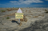 Playa superior del Atlántico Norte / Llanura de inundación - CEGL004400 Playa superior del Atlántico Norte / Llanura de inundación - CEGL004400
