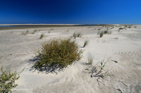 Playa superior del Atlántico Norte / Llanura de inundación - CEGL004400 Playa superior del Atlántico Norte / Llanura de inundación - CEGL004400