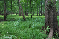 Bosque de llanura costera (tipo terraza baja de aguas marrones) < CEGL007397 Bosque de llanura costera (tipo terraza baja de aguas marrones) < CEGL007397