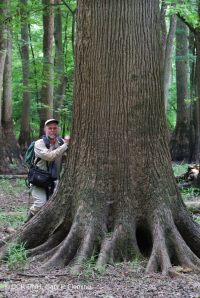 Bosque de llanura costera (tipo terraza baja de aguas marrones) < CEGL007397 Bosque de llanura costera (tipo terraza baja de aguas marrones) < CEGL007397
