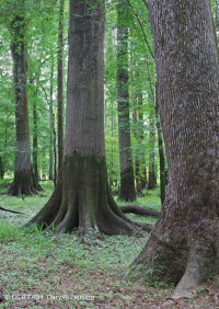 Bosque de llanura costera (tipo terraza baja de aguas marrones) < CEGL007397 Bosque de llanura costera (tipo terraza baja de aguas marrones) < CEGL007397