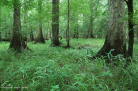 Bosque de llanura costera (tipo terraza baja de aguas marrones) < CEGL007397 Bosque de llanura costera (tipo terraza baja de aguas marrones) < CEGL007397