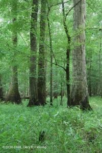 Bosque de llanura costera (tipo terraza baja de aguas marrones) < CEGL007397 Bosque de llanura costera (tipo terraza baja de aguas marrones) < CEGL007397