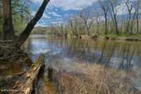 Piamonte / Llanura Costera Interior Llanura Aluvial Bosque de Diques – CEGL007013 Piamonte / Llanura Costera Interior Llanura Aluvial Bosque de Diques – CEGL007013