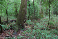 Bosque de las tierras bajas de la llanura costera (tipo de terraza alta de aguas marrones) - CEGL004678 Bosque de las tierras bajas de la llanura costera (tipo de terraza alta de aguas marrones) - CEGL004678