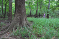 Bosque de llanura costera (tipo terraza baja de aguas marrones) < CEGL007397 Bosque de llanura costera (tipo terraza baja de aguas marrones) < CEGL007397