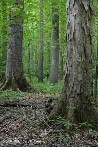 Bosque de llanura costera (tipo terraza baja de aguas marrones) < CEGL007397 Bosque de llanura costera (tipo terraza baja de aguas marrones) < CEGL007397
