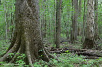 Bosque de llanura costera (tipo terraza baja de aguas marrones) < CEGL007397 Bosque de llanura costera (tipo terraza baja de aguas marrones) < CEGL007397