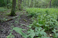 Llanura costera / Pantano de la llanura aluvial del Piamonte (ceniza verde - tipo arce rojo) – CEGL006606 Llanura costera / Pantano de la llanura aluvial del Piamonte (ceniza verde - tipo arce rojo) – CEGL006606