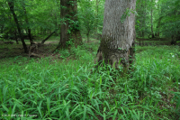 Llanura costera del norte / Pantano de la llanura aluvial de roble mixto del Piamonte interior - CEGL006605 Llanura costera del norte / Pantano de la llanura aluvial de roble mixto del Piamonte interior - CEGL006605