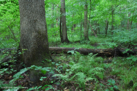Llanura costera del norte / Pantano de la llanura aluvial de roble mixto del Piamonte interior - CEGL006605 Llanura costera del norte / Pantano de la llanura aluvial de roble mixto del Piamonte interior - CEGL006605