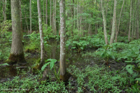 Llanura costera / Pantano de la llanura aluvial del Piamonte (ceniza verde - tipo arce rojo) – CEGL006606 Llanura costera / Pantano de la llanura aluvial del Piamonte (ceniza verde - tipo arce rojo) – CEGL006606