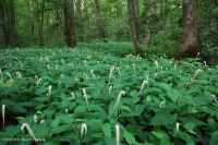 Llanura costera / Pantano de la llanura aluvial del Piamonte (ceniza verde - tipo arce rojo) – CEGL006606 Llanura costera / Pantano de la llanura aluvial del Piamonte (ceniza verde - tipo arce rojo) – CEGL006606