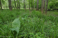 Llanura costera del norte / Pantano de la llanura aluvial de roble mixto del Piamonte interior - CEGL006605 Llanura costera del norte / Pantano de la llanura aluvial de roble mixto del Piamonte interior - CEGL006605