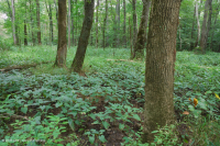 Llanura costera / Pantano de la llanura aluvial del Piamonte (ceniza verde - tipo arce rojo) – CEGL006606 Llanura costera / Pantano de la llanura aluvial del Piamonte (ceniza verde - tipo arce rojo) – CEGL006606