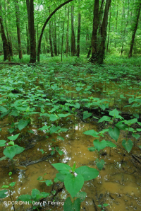 Llanura costera / Pantano de la llanura aluvial del Piamonte (ceniza verde - tipo arce rojo) – CEGL006606 Llanura costera / Pantano de la llanura aluvial del Piamonte (ceniza verde - tipo arce rojo) – CEGL006606