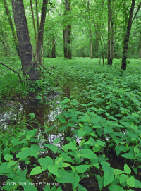 Llanura costera / Pantano de la llanura aluvial del Piamonte (ceniza verde - tipo arce rojo) – CEGL006606 Llanura costera / Pantano de la llanura aluvial del Piamonte (ceniza verde - tipo arce rojo) – CEGL006606