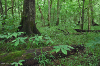Piamonte del Sur / Llanura Costera Interior Llanura Aluvial Terracear Forest – CEGL007006 Piamonte del Sur / Llanura Costera Interior Llanura Aluvial Terracear Forest – CEGL007006