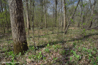 Piamonte del Sur / Llanura Costera Interior Llanura Aluvial Terracear Forest – CEGL007006 Piamonte del Sur / Llanura Costera Interior Llanura Aluvial Terracear Forest – CEGL007006