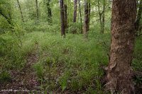 Piamonte del Sur / Llanura Costera Interior Llanura Aluvial Terracear Forest – CEGL007006 Piamonte del Sur / Llanura Costera Interior Llanura Aluvial Terracear Forest – CEGL007006