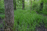 Piedemonte del Sur / Llanura costera interior Pantano de llanura aluvial de roble mixto - CEGL006498 Piedemonte del Sur / Llanura costera interior Pantano de llanura aluvial de roble mixto - CEGL006498
