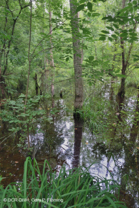 Piedemonte del Sur / Llanura costera interior Pantano de llanura aluvial de roble mixto - CEGL006498 Piedemonte del Sur / Llanura costera interior Pantano de llanura aluvial de roble mixto - CEGL006498