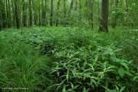 Piedemonte del Sur / Llanura costera interior Pantano de llanura aluvial de roble mixto - CEGL006498 Piedemonte del Sur / Llanura costera interior Pantano de llanura aluvial de roble mixto - CEGL006498