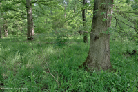 Piedemonte del Sur / Llanura costera interior Pantano de llanura aluvial de roble mixto - CEGL006498 Piedemonte del Sur / Llanura costera interior Pantano de llanura aluvial de roble mixto - CEGL006498