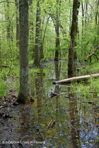 Piedemonte del Sur / Llanura costera interior Pantano de llanura aluvial de roble mixto - CEGL006498 Piedemonte del Sur / Llanura costera interior Pantano de llanura aluvial de roble mixto - CEGL006498