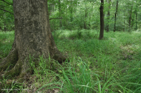 Piedemonte del Sur / Llanura costera interior Pantano de llanura aluvial de roble mixto - CEGL006498 Piedemonte del Sur / Llanura costera interior Pantano de llanura aluvial de roble mixto - CEGL006498