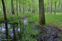 Piedemonte del Sur / Llanura costera interior Pantano de llanura aluvial de roble mixto - CEGL006498 Piedemonte del Sur / Llanura costera interior Pantano de llanura aluvial de roble mixto - CEGL006498
