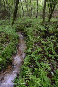 Llanura costera / Bosque de llanura aluvial de arroyo pequeño de Piamonte - CEGL004418 Llanura costera / Bosque de llanura aluvial de arroyo pequeño de Piamonte - CEGL004418