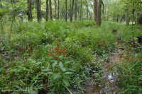 Llanura costera / Bosque de llanura aluvial de arroyo pequeño de Piamonte - CEGL004418 Llanura costera / Bosque de llanura aluvial de arroyo pequeño de Piamonte - CEGL004418